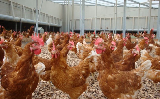 3. Ending 'combi' cages