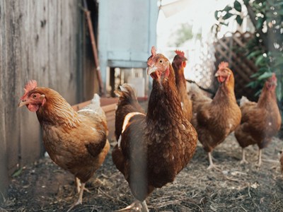 Hens outdoors