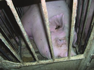 Pig laying in a cramped, barren gestation crate
