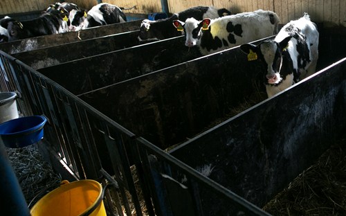 Calves in a row of veal crates