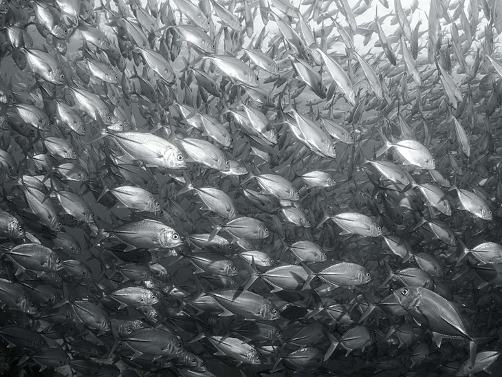 an image in black and white of a large school of fish swimming together