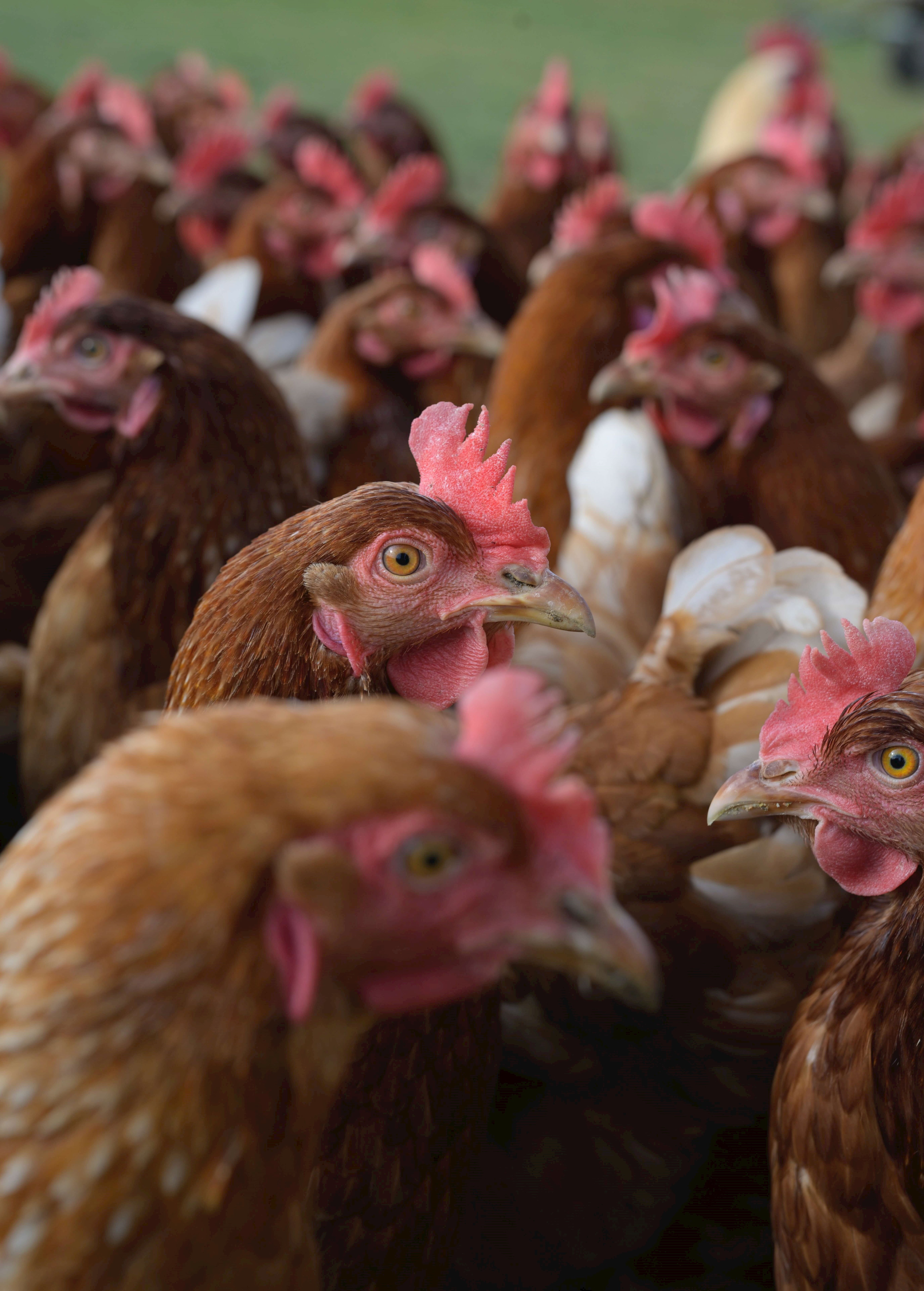 Food Business Program