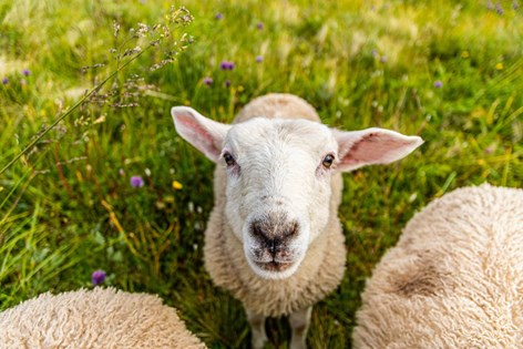About sheep | Compassion USA