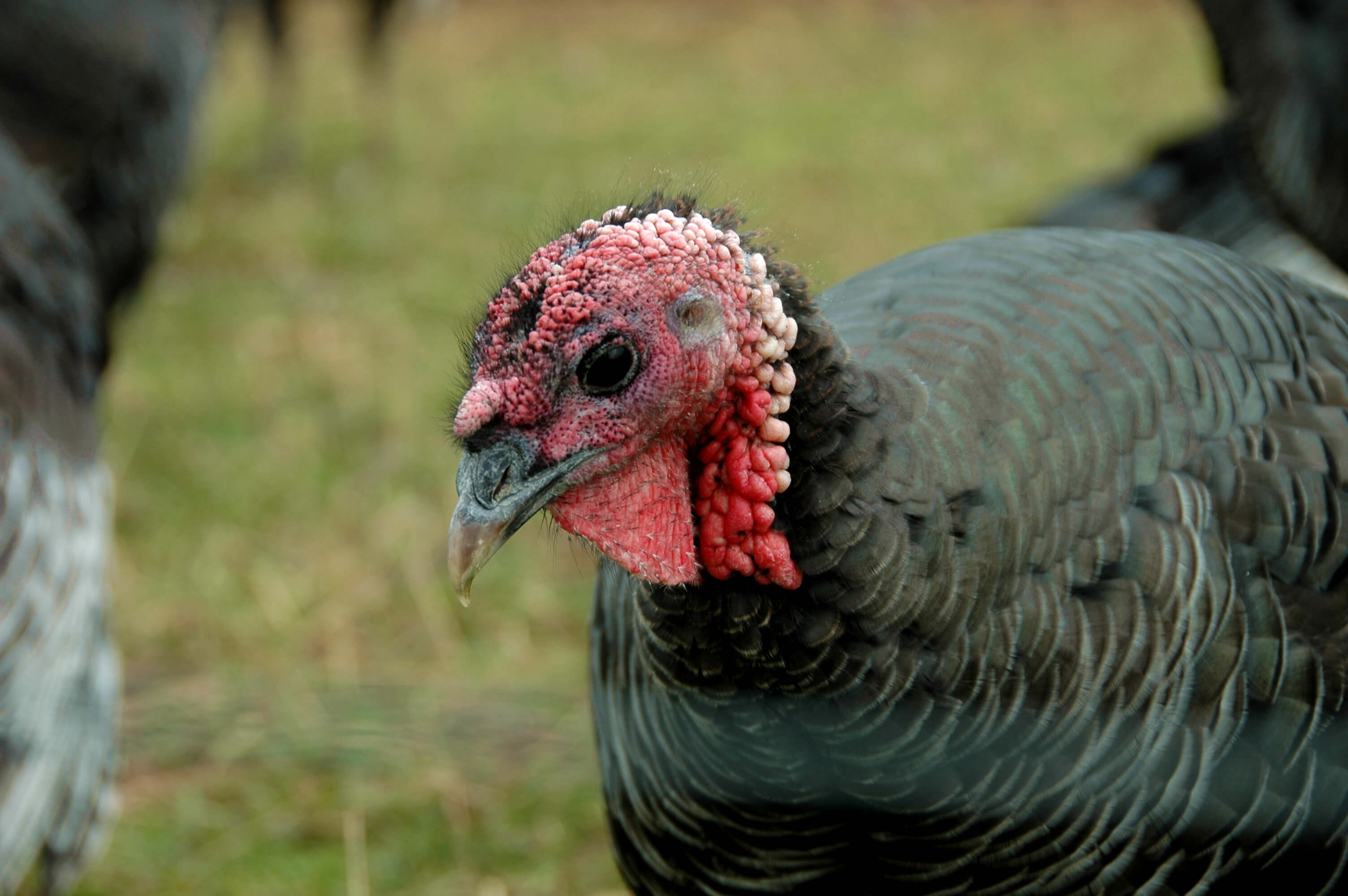 About turkeys
