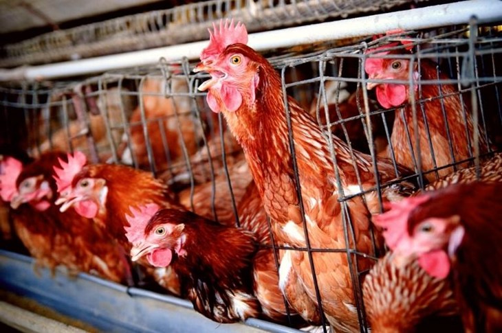 Brown egg-laying hens crammed into cages.