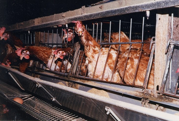 Caged hens