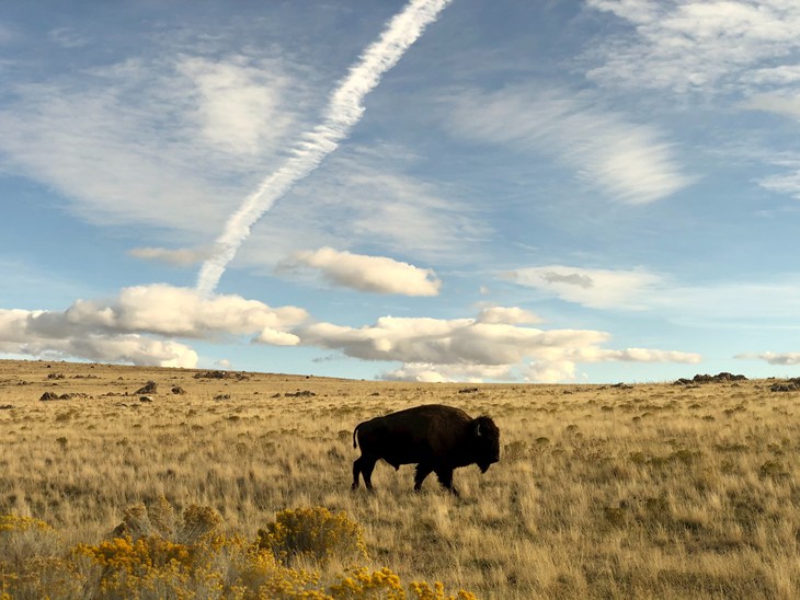 Bison roaming on the Great Plains