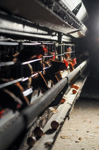 Brown egg laying hens in a dark battery cage