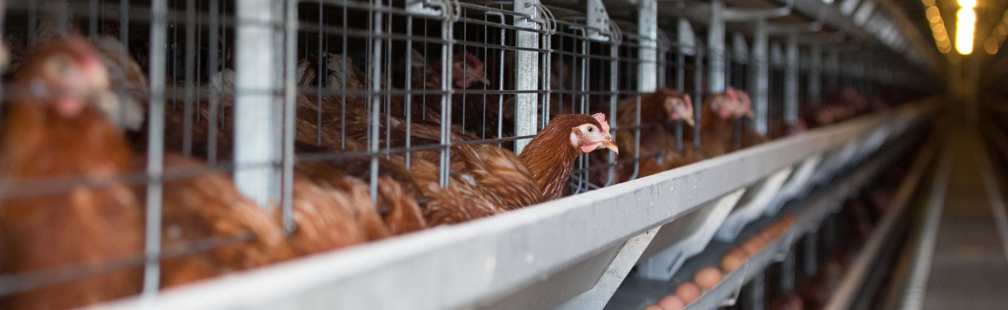 Why we need cage-free eggs