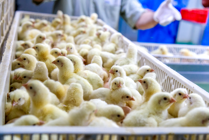Chicks in a crate on a conveyer belt