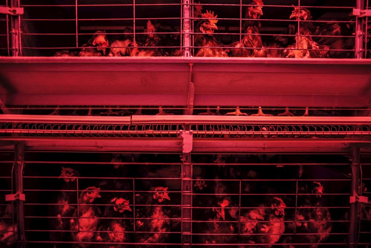 Hens in dark cages