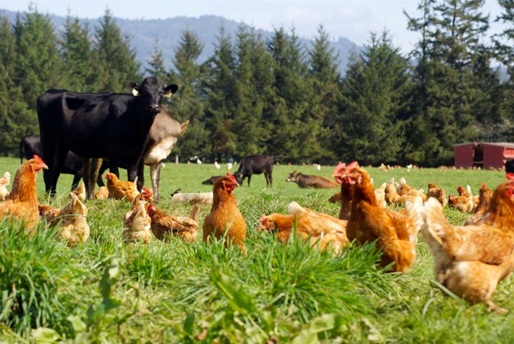 Cow and chickens on a regenerative farm.