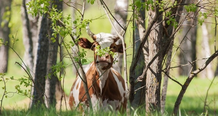Brown and white cow looking out from behind a tree within a forest