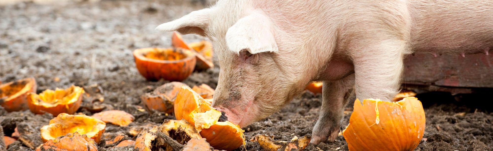 Wickedly Tasty Plant-Based Treats