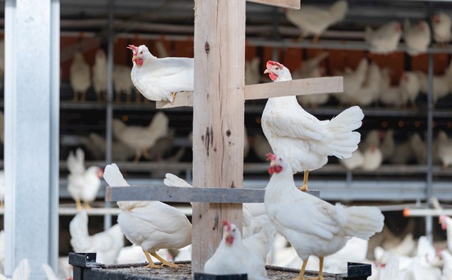 White chickens standing and sitting around a perch stand.