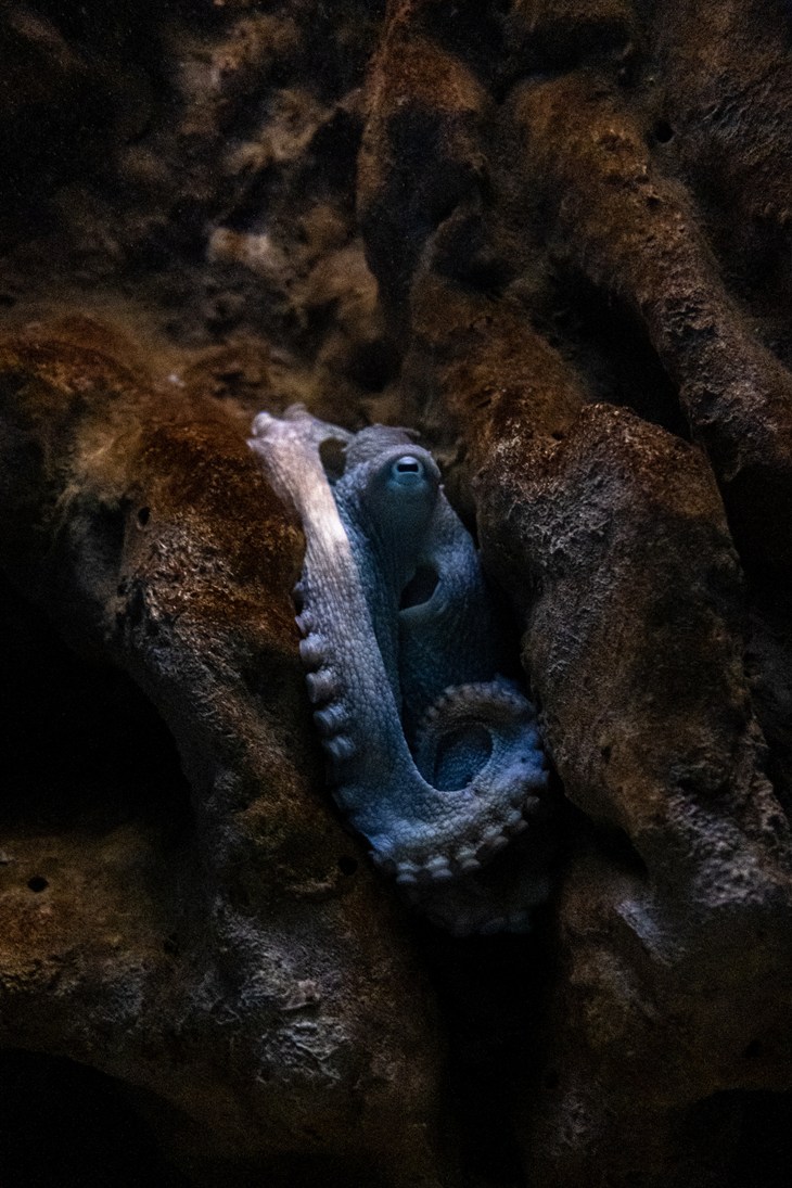 Octopus lies against a sea rock.