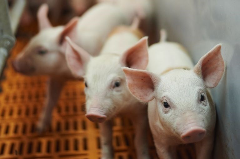 Pigs | Compassion USA