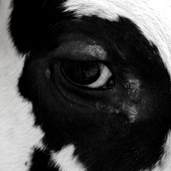 2. Raise Your Voice - Ban Live Animal Exports