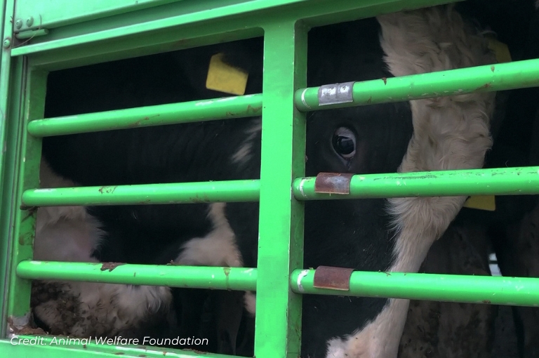 McDonald’s sets timeline to eliminate cages for laying hens