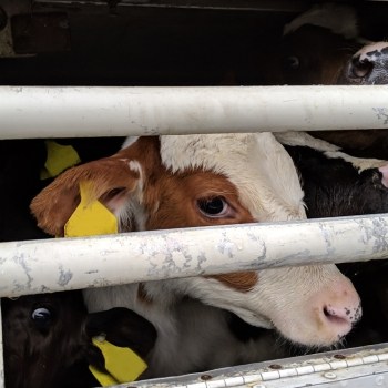4. Right Now: Your Gift to End Animal Cruelty Matched