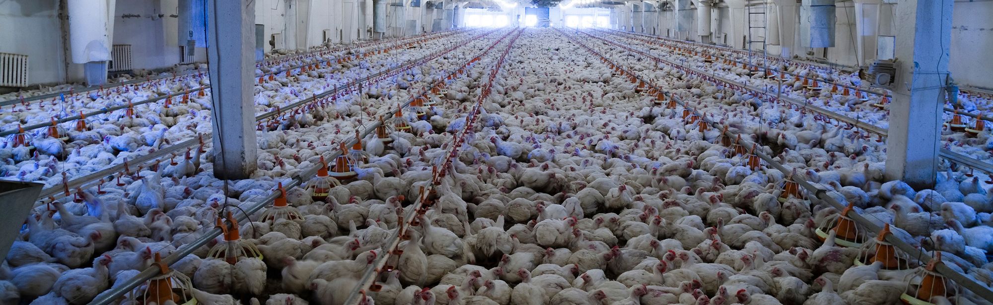 When animals suffer, we all suffer