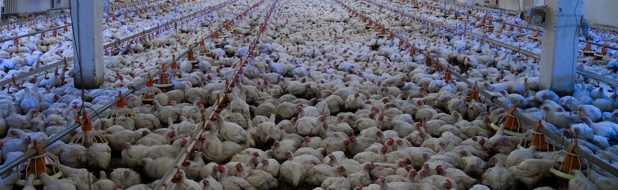 American Public Dangerously Unaware of Factory Farming's Health Risks