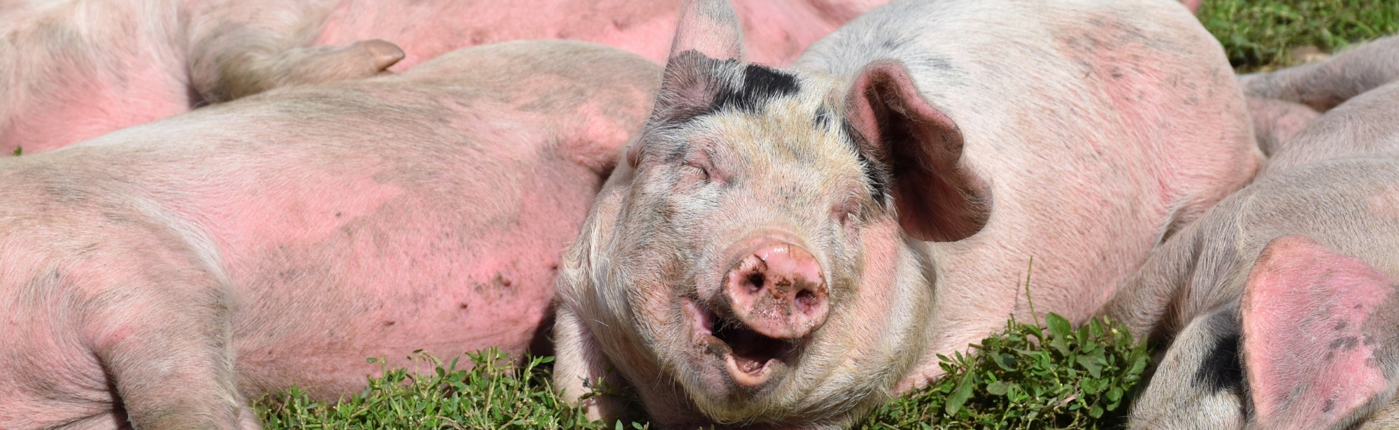 Victory! NJ bans cruel confinement of pigs and calves