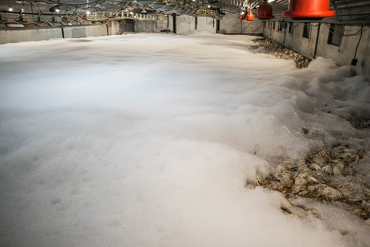 Firefighting foam engulfs turkeys inside a barn.