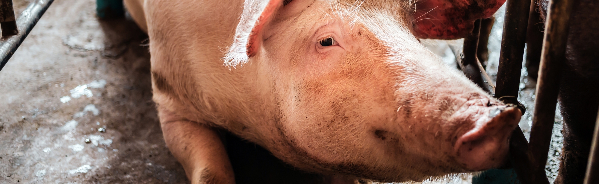 Save farmed animal protection laws