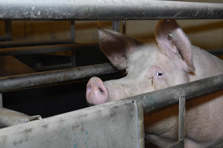 EU betrays citizens by shelving promised cages ban