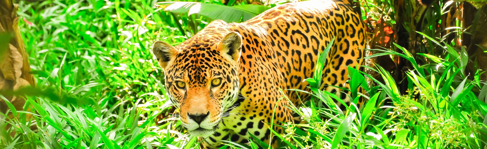 Food policy for planetary health