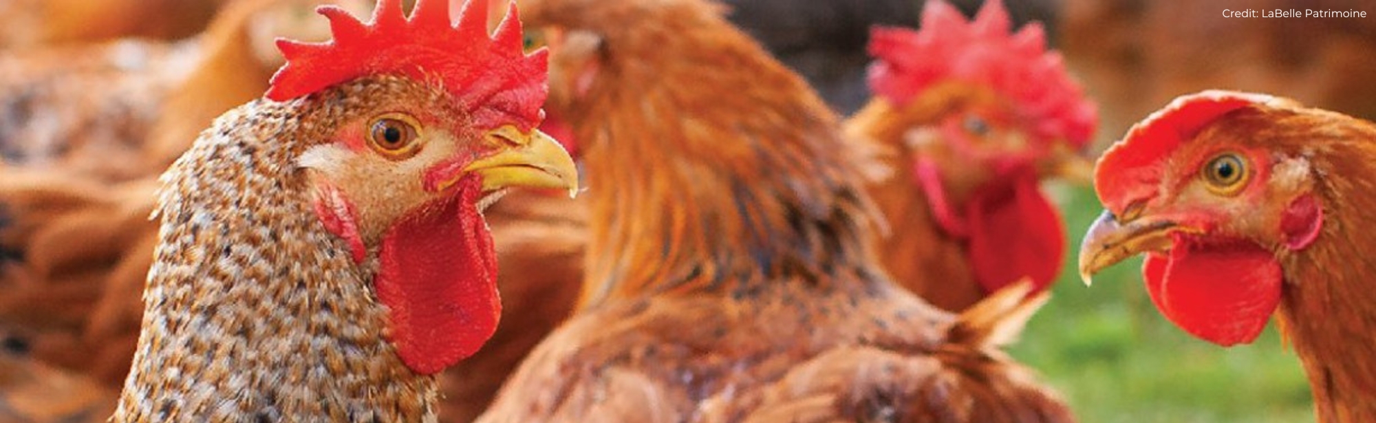 LaBelle Patrimoine signs on to Better Chicken Commitment, marking fifth supplier to join