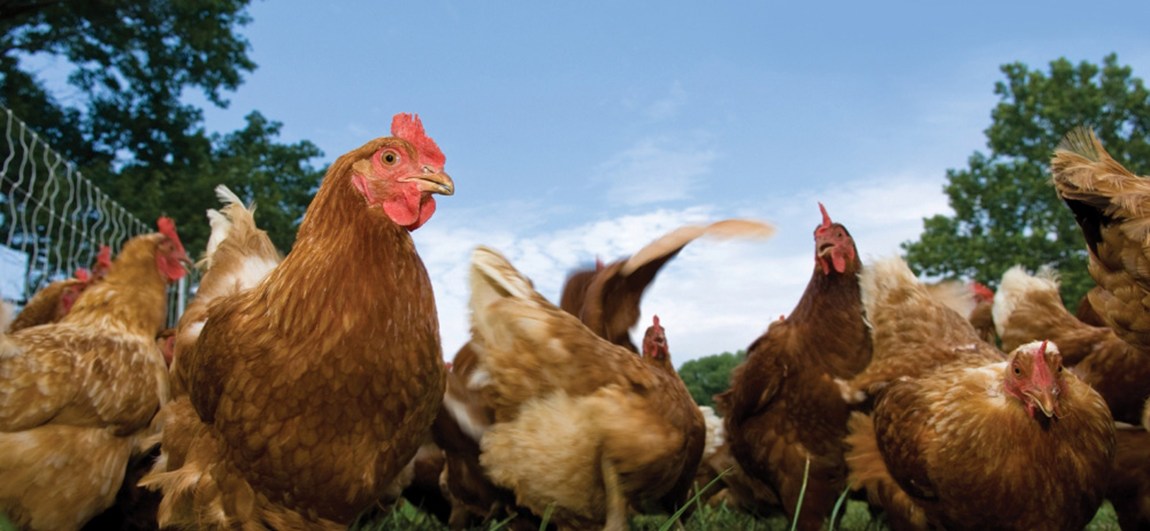Hens pecking the grass in a field