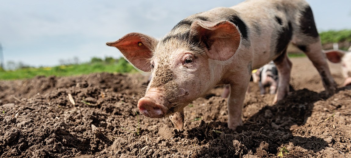 Pig free in open field of mud to roll and play in