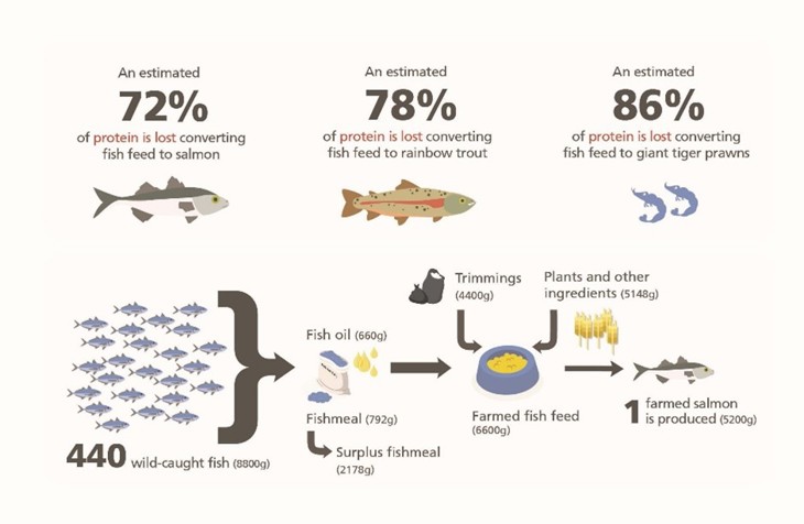 Fishcount Study | Compassion USA
