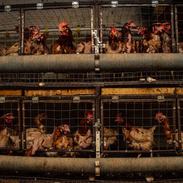 Two rows of egg-laying hens confined in cages on top of each other.