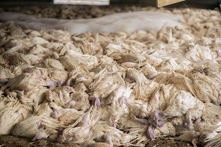 A mass of white turkeys lay dead on a factory farm after being culled due to an avian influenza outbreak.