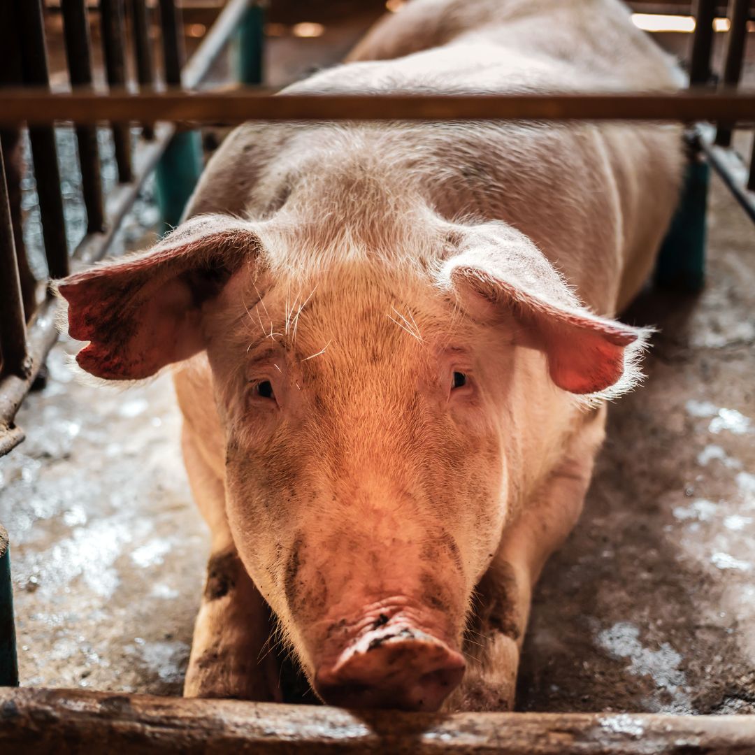 Experts agree intensification won’t solve climate crisis