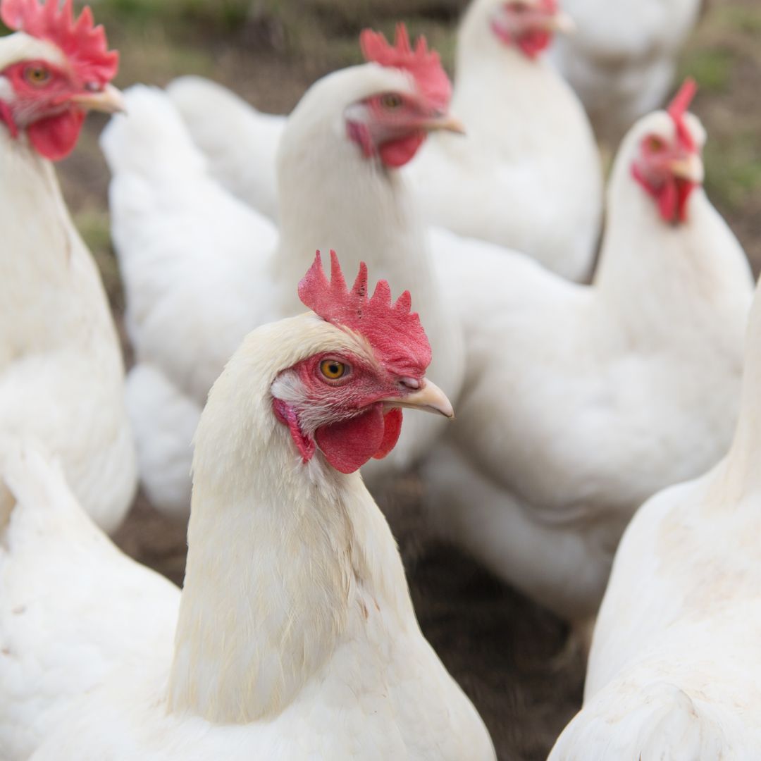 Evermore Pet Food Becomes 2nd Company in the USA to Attain Better Chicken Commitment Compliance, Reinforces Commitment to Ethical Sourcing