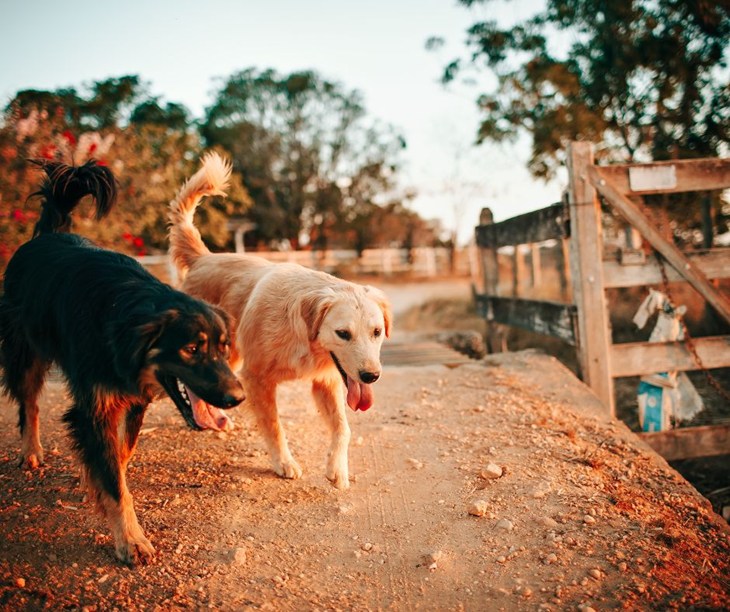 A black and brown medium sized dog and a medium sized tan dog happily walk side by side outside on a farm.