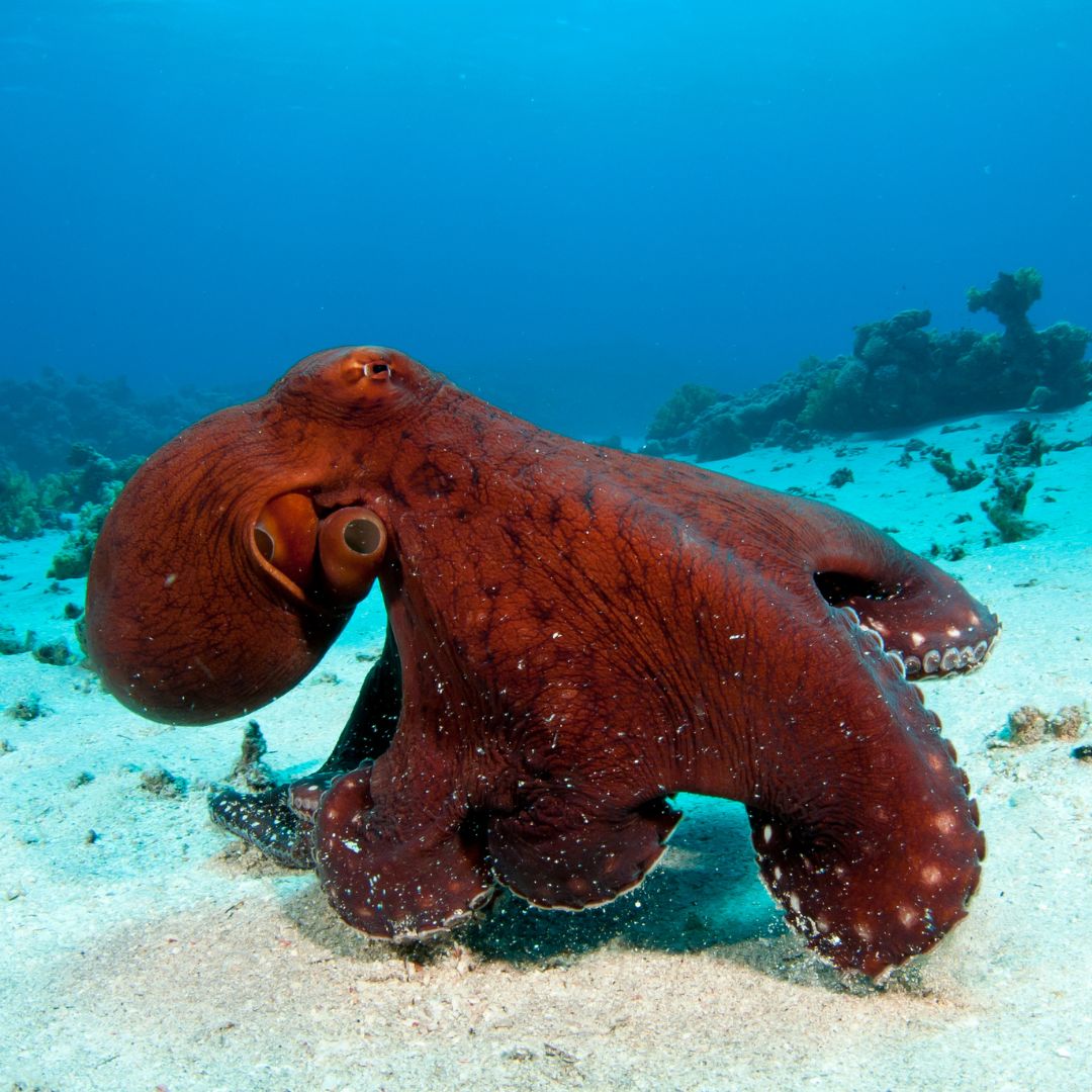 New threats of octopus farm plans revealed