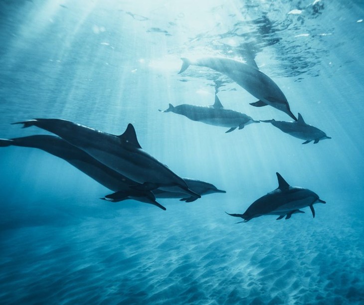 A pod of 5 dolphins swims underwater in the ocean with sun beams coming through the clear water.
