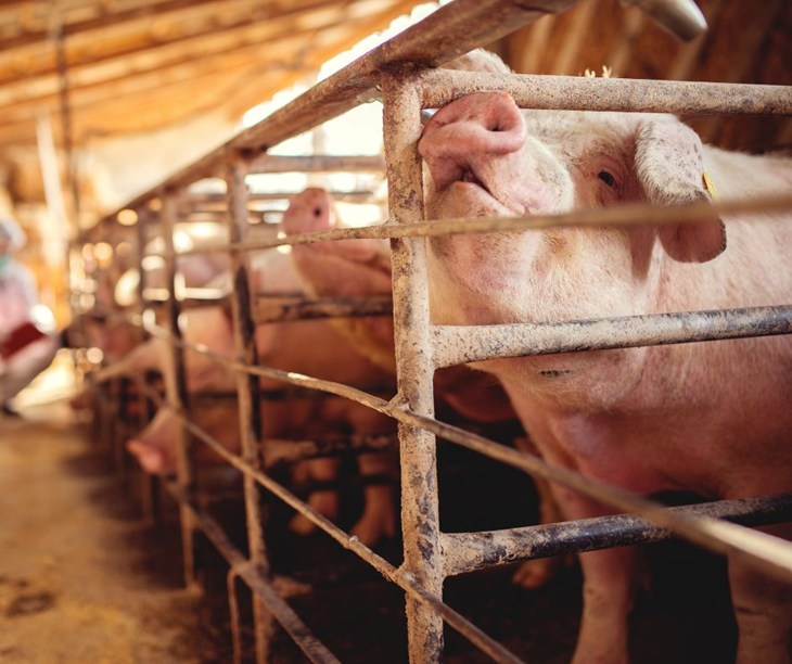 A row of pigs in separate stalls, with one pig resting its snout against the bars confining them.