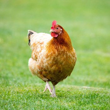 4. Vital Farms: Restoring Soil, Animal Welfare, and Conscious Consumerism One Carton at a Time