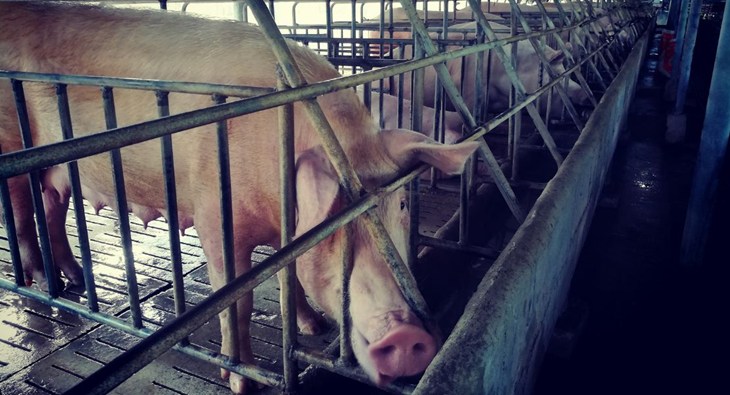 Row of sows in gestation crates with one pig looking at the camera.