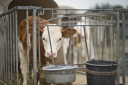 Brown and white calf alone in a veal crate with a hutch and buckets of food and water.