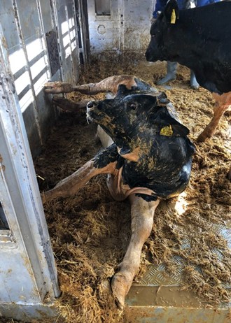 A cow covered in feces and urine-soaked hay scrambling to stand inside a transport truck.