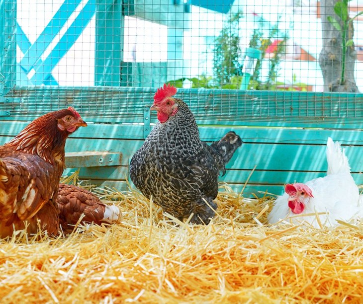 Three cage-free hens lay in hay.