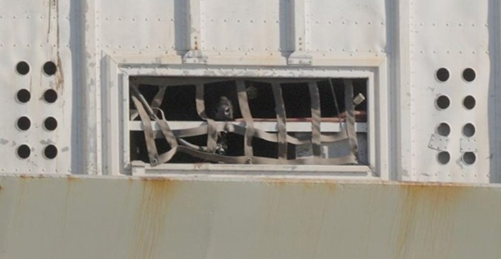 A newly weaned calf pokes their snout out of a small opening in the shipping container they were placed in.