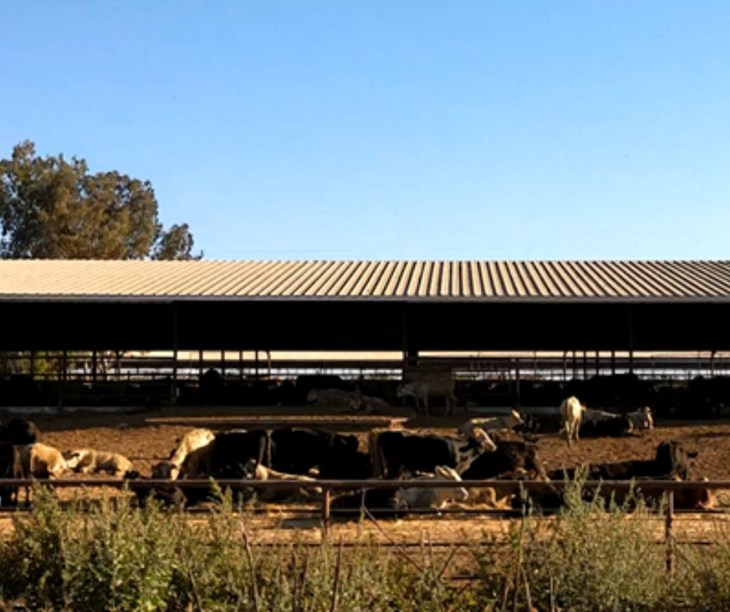 Cattle stand and lay in the dirt of a Northern California feedlot.